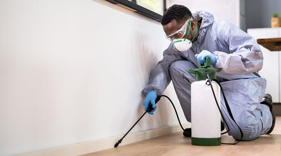 Pest Control Business Loans: Financing for Exterminators and Pest Management